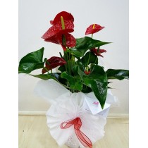 Büyük Boy Anthurium 